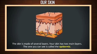 How does our skin protect our bones | Our skin protects our body