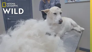 A Dog With Out of Control Shedding | Heartland Docs, DVM