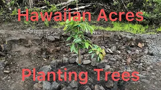 Hawaiian Acres Planting Trees part 1