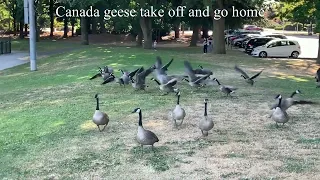 Canada geese take off and go home