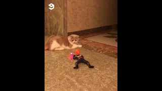 Cat scared by soldier toys 🤣