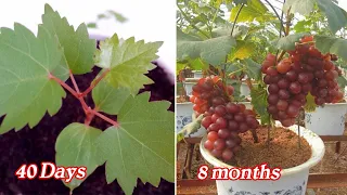 Growing grapes from seeds is very easy with 3 steps