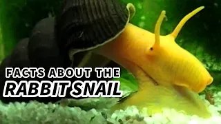 Rabbit Snail Facts: the ELEPHANT Snail 🐌 Animal Fact Files