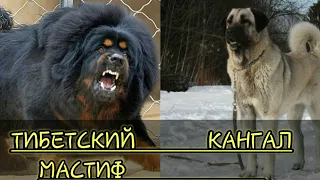 КТО СИЛЬНЕЕ!Тибетский мастиф против кангала!//батл собак//(ANIMALS BATTLE BIT)