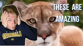 British Guy Reacts To 25 U.S. Animals You Won't Find Anywhere Else