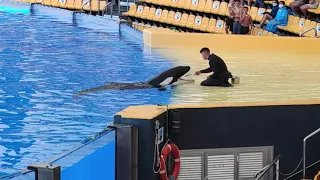 2021/06/20 - 120314 - Loro Parque - Ula, youngest orca