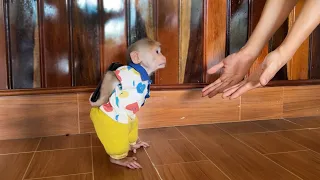 Monkey Max smart hides things doesn't let him Dad go market