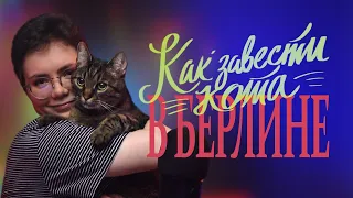 КАК ЗАВЕСТИ КОТА В БЕРЛИНЕ (и немного про собак)