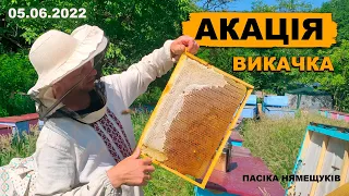 🍯Викачка Акації 2022!🍯