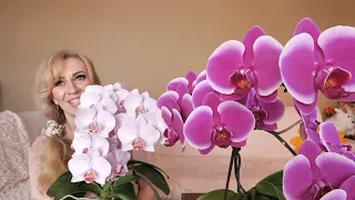 Как же вы ПЕРЕСАЖИВАЕТЕ орхидеи, что они у вас СТАНОВЯТСЯ ТАКИМИ? Известные орхидеи В ЧЁМ РАСТУТ.