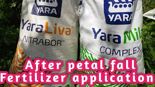 Fertilizer application after petal fall for cell division and cell elongation [Latest 2021]