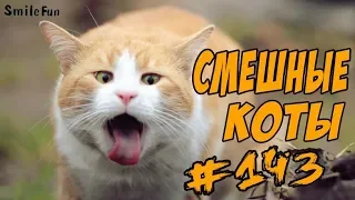 Приколы с котами – Смешные коты от SmileFun - ОЗВУЧКА КОТОВ - Funny Cats 2018