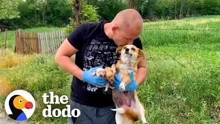 Mama Dog Was Protecting Her Newborn Puppies On Side Of Road | The Dodo