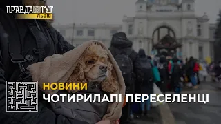 Собак-переселенців у Львові стало більше: «Домівка врятованих тварин» прихистила собак з Миколаєва