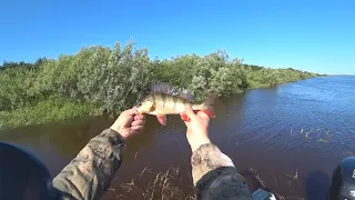 Наловили кучу окуней, а искали щуку. Рыбалка спиннингом.