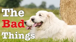 The 5 worst things about owning a Great Pyrenees