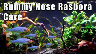 The Rasbora Everyone Needs! Rummy Nose Rasbora Care and Breeding