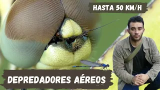 Libelulas los insectos más voraces | Su desaparicion es señal de alerta.