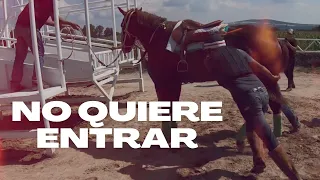 🔷Caballo de carreras, NO entra a las puertas