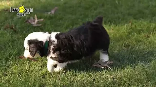 Mini Sheepadoodle Puppies