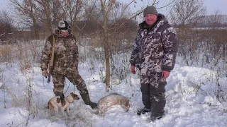 Охота на лису с норными собаками. Трудовой Лисовин!!!!! Hunting with burrowing dogs. Labor fox!!!!!