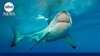 New report reveals how many people killed in unprovoked shark attacks worldwide in 2023