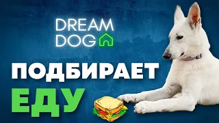 Подбор с пола 🐶 Как отучить собаку подбирать на улице 🐕 Научить щенка проходить мимо еды на полу 🐩