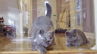 CATS vs INVISIBLE WALL