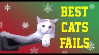 BEST CATS FAILS OF THE YEAR 2017 - PART 8 OF 14 (December Compilation)