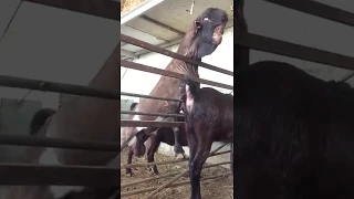 World's Ugliest Living Being - Damascus Goat (no clickbait)