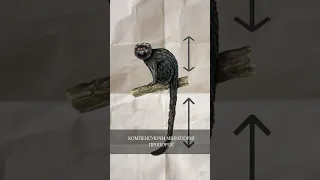 Мініатюрна мавпа МАРМОЗЕТКА - трохи цікавих фактів про тварин