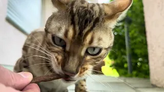 A day with my bengal Cat #vlog #cat #bengalcat #birds