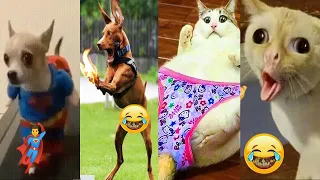 I'm shocked to see famous laughable cats &  dog videos | funny animal tiktok