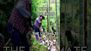 Why Is Bamboo The ULTIMATE Plant?