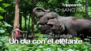 Trippeando TAILANDIA - Chiang Mai Parte 3 - Un dia con elefantes