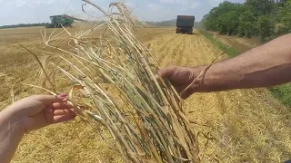 Уборка оз. ячменю Казанова и 9 Вал по NO-TILL