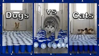 Dogs And Cats VS Cup Challenge | Easy To Hard Levels