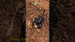 Do you know the scorpion's ability to fast? #facts #shorts #scorpion