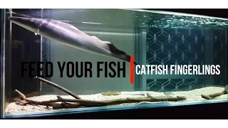 The Aba Aba Knife Fish -  Feeding Live catfish fingerlings