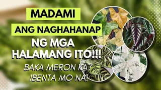 MGA MAMAHALING HALAMAN NA BAKA DI MO ALAM NA MERON KA!