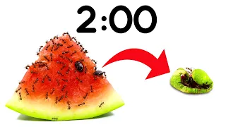 2 Minute Timer [ANTS vs WATERMELON] 🍉🐜