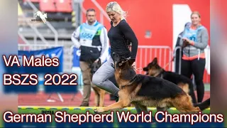 BSZS 2022 Result || VA Males || #germanshepherd World Champions ||