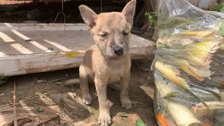 Puppy rescue Rescatar al Cachorro|rescue poor homeless puppy for new better life @animalscare2440