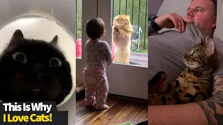 This is why I love cats | Funny Cat Videos 2021