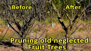 Pruning Fruit Trees | Rejuvenate fruit trees through pruning | Pruning old neglected fruit trees