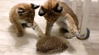 LYNX KITTENS REACT TO HEDGEHOG / Union of Hannah and Uma