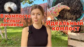 ИДЕАЛЬНОЕ ОСЕННЕЕ УДОБРЕНИЕ. Как правильно применять компост. Что за БЕЛЫЕ ЛИЧИНКИ в компосте