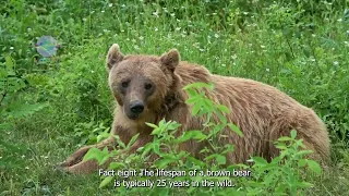 Unbelievable! 20 Facts About Brown Bears You Need to Know!