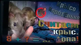 А давайте посчитаем крыс! Супер подселение, и моя любимая стая. (Fancy Rats | Wild Rats)