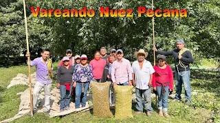 Huerta de Nogal y Vareando NUEZ PECANA | La cosecha aún es de manera artesanal